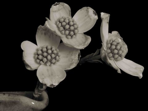 22-26-Resilient-Beauty-(Cornus-sp.)-TN-2022