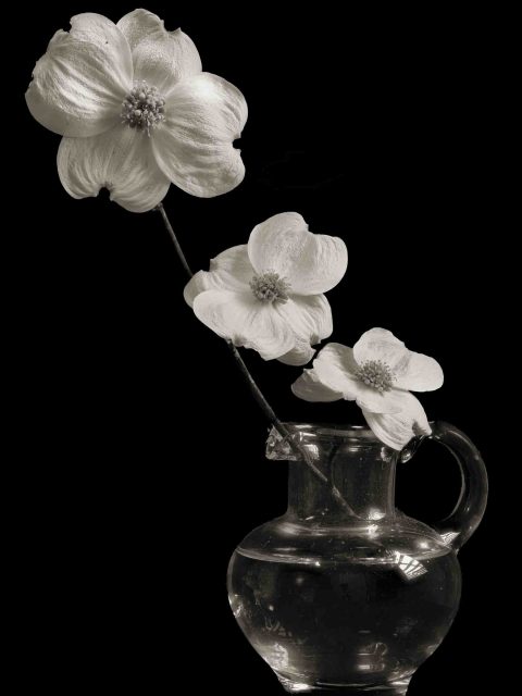 22-27-Youthful-Innocence-(Cornus-sp.)-Al-2022