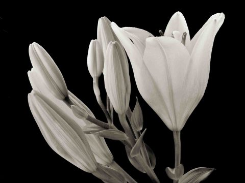 22-28-Beautiful-for-One-Day-(Hemerocallis-sp.)-ME-2021