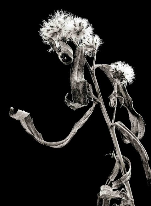 22-29-Walking-Thistle-(Circium-sp.-)-ND-2021