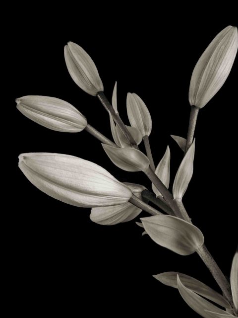 22-30-Anticipation-(Hemerocallis-sp.)-ME-2021