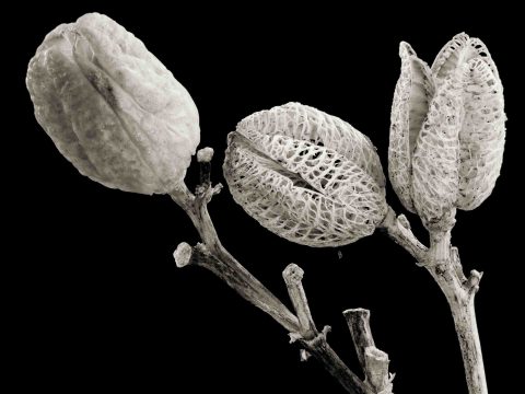 22-31-Seed-Bank-(Stella-D’Oro)-ME-2021