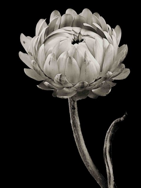 22-32-Coming-Attraction-(Anon.)-ME-2021