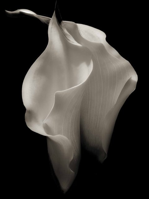 23-04-A-Loyal-Heart-v2.0