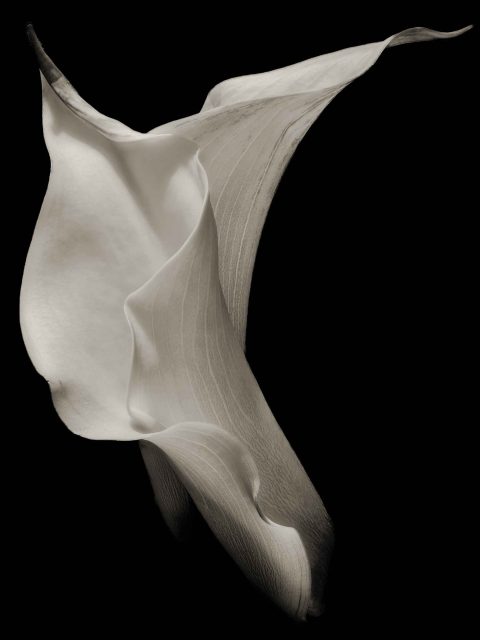 23-04-A-Loyal-Heart_