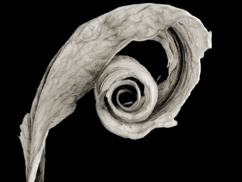 2025-02-Bass-Clef