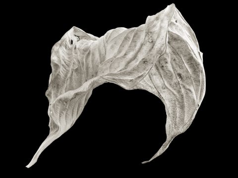2025-03-Aloft-(Hosta-3)