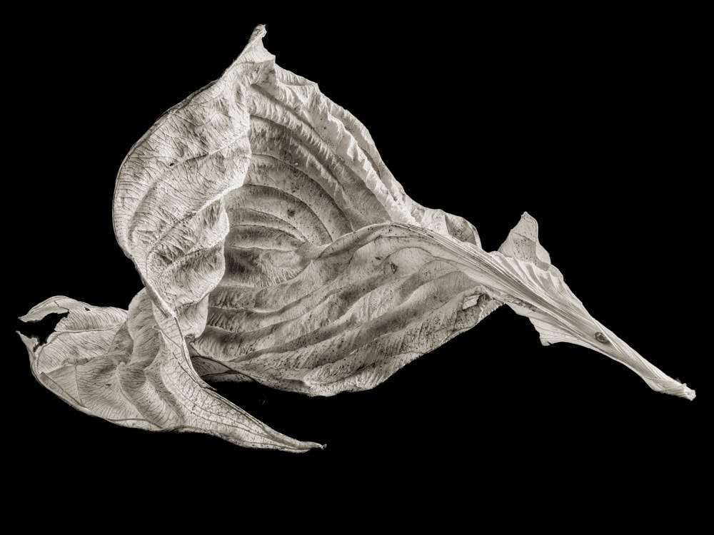 2025-04-In-Flight-Hosta-3