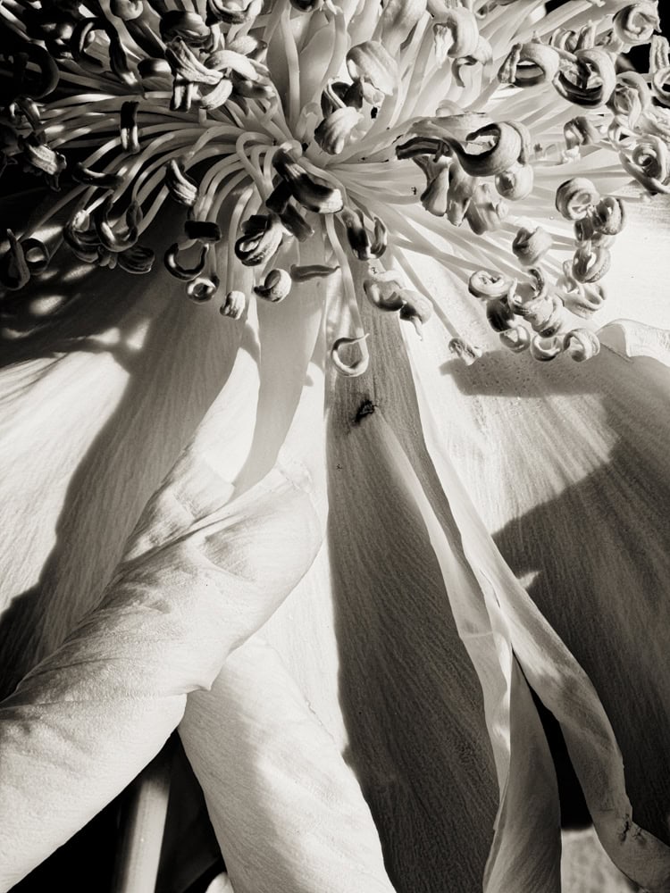 2025-05-Runes-(Peony-1)