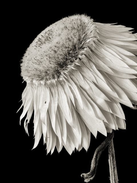 2025-06-Henry's-Flower-(Strawflower)