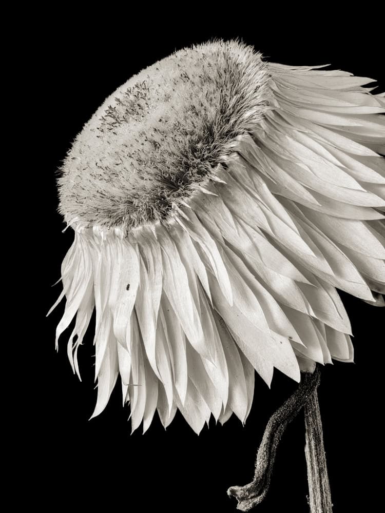 2025-06-Henry's-Flower-(Strawflower)