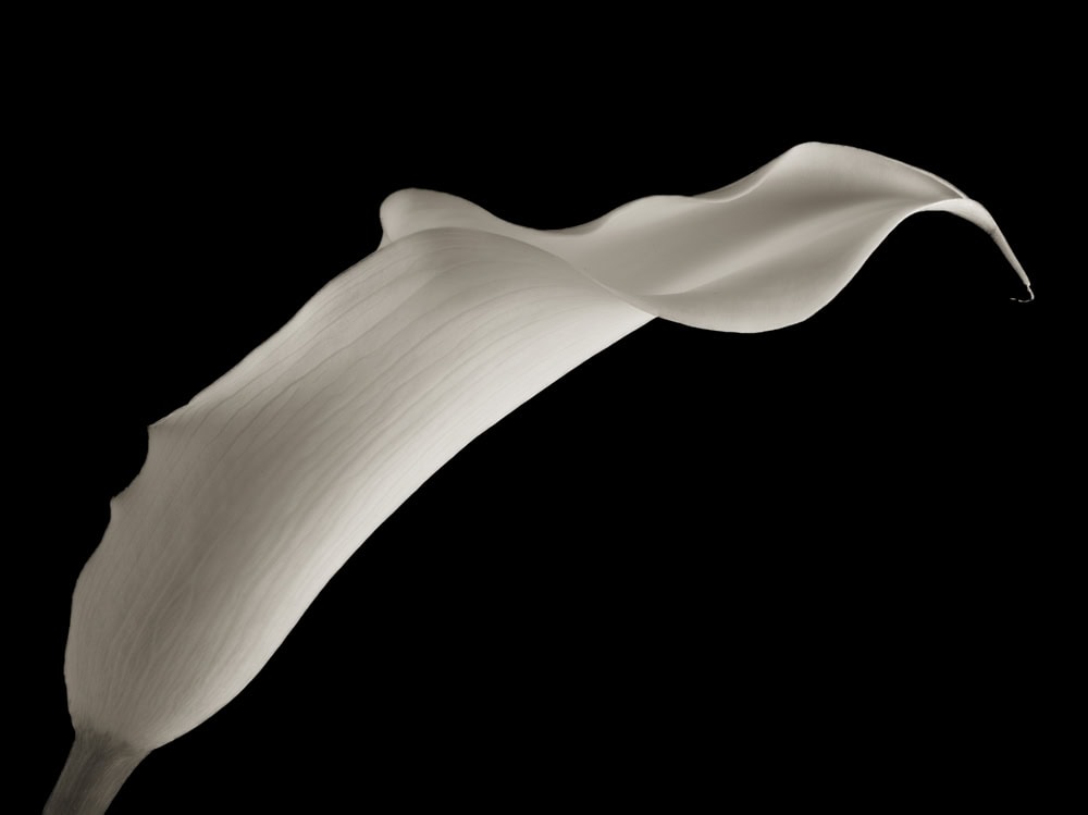 2025-07-Flute-Calla-Lily-1