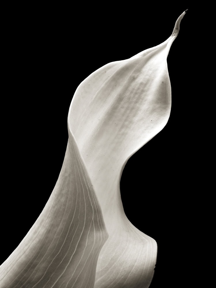 2025-08-Bass-(Calla-Lily-2)