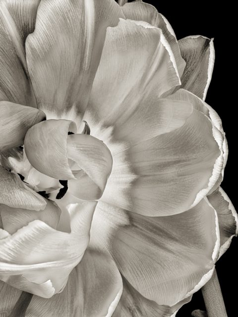 2025-09-Opening-Peony-2