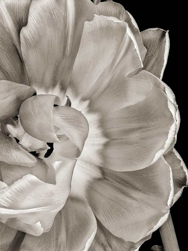 2025-09-Opening-Peony-2