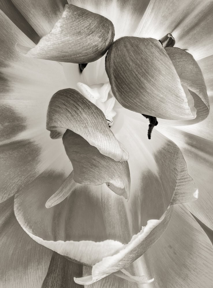 2025-10-Opened-Detail-Peony-2