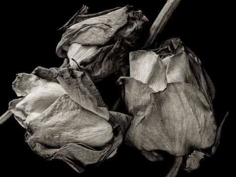 2025-11-Unfolding-(3-Roses)