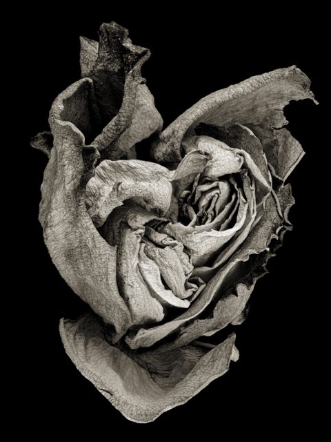 2025-12-Unfolding-(Rose)