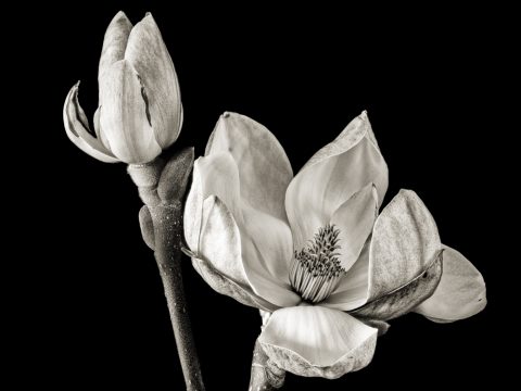 2025-13-Come-Spring-(-Magnolia-and-Bud)