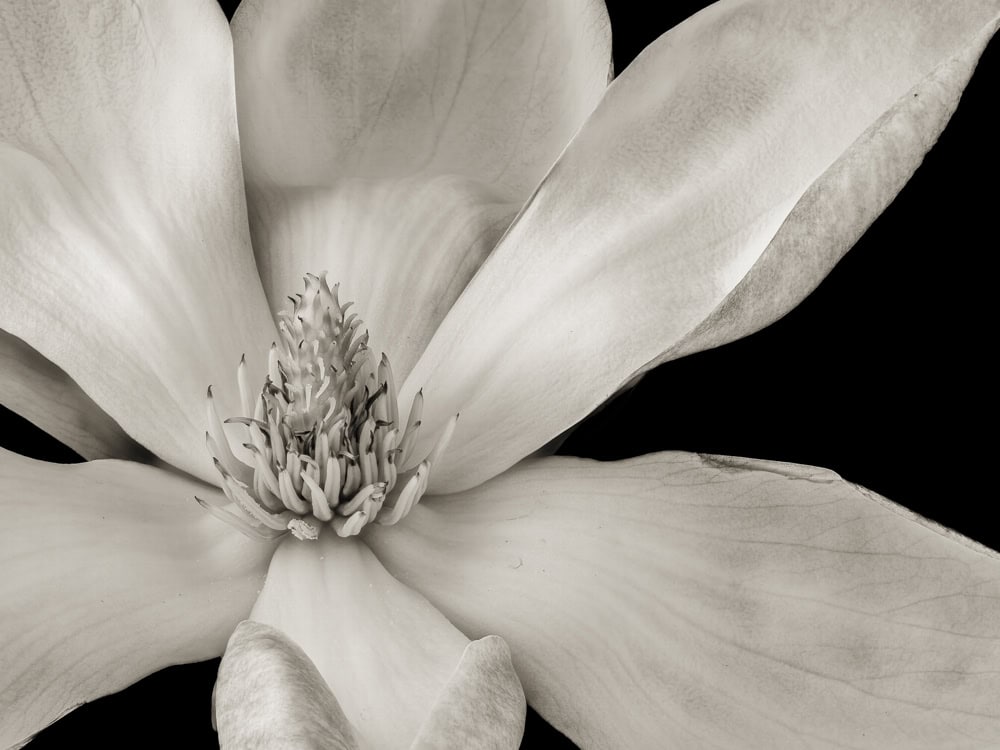 2025-14-Hidden-Jewel-Magnolia-2