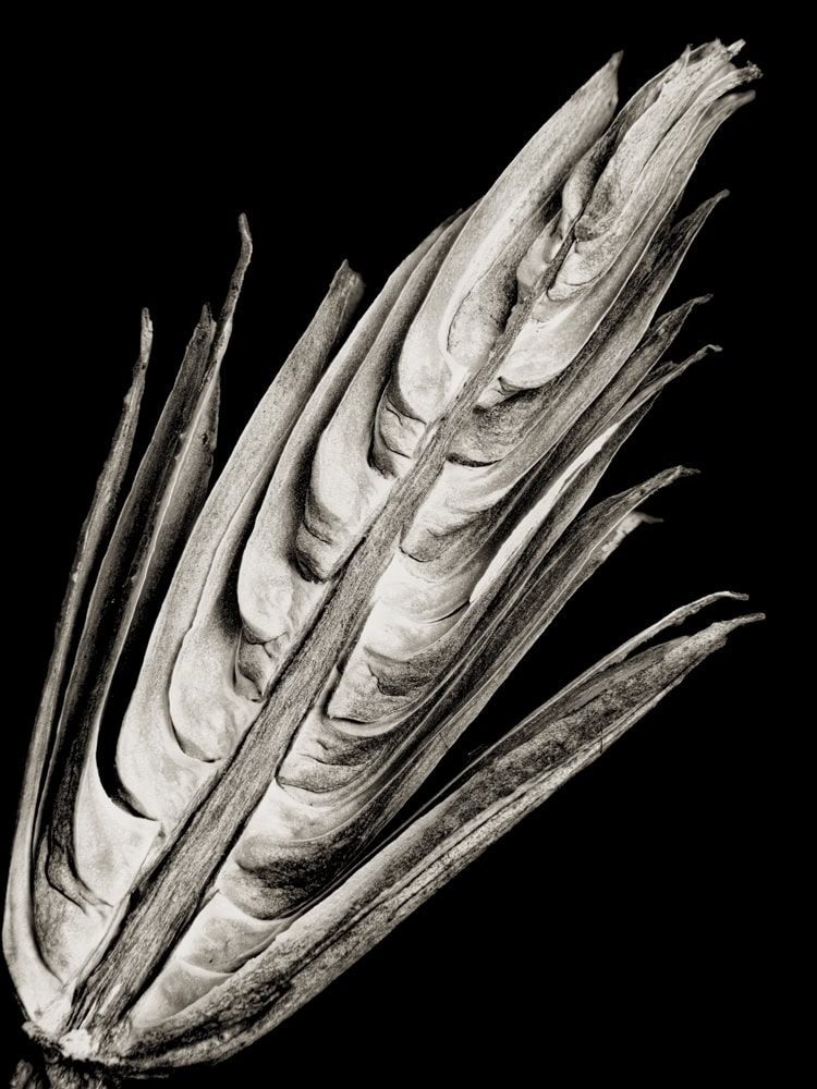 2025-15-Sleeping-Giants-Tulip-Poplar-Bud