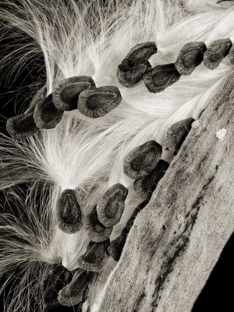2025-17-Leaving-Home-Milkweed-Pod