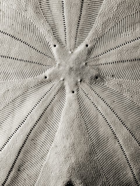 2025-18-Nature’s-Code-(Sand-Dollar)