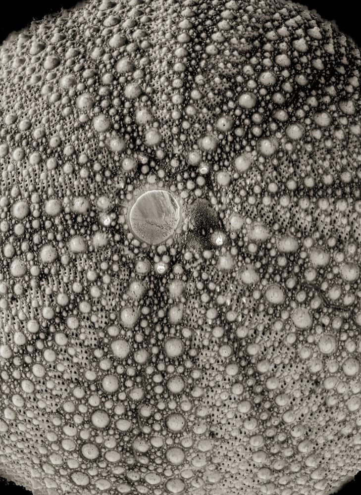 2025-19-Celestial-Urchin-Sea-Urchin