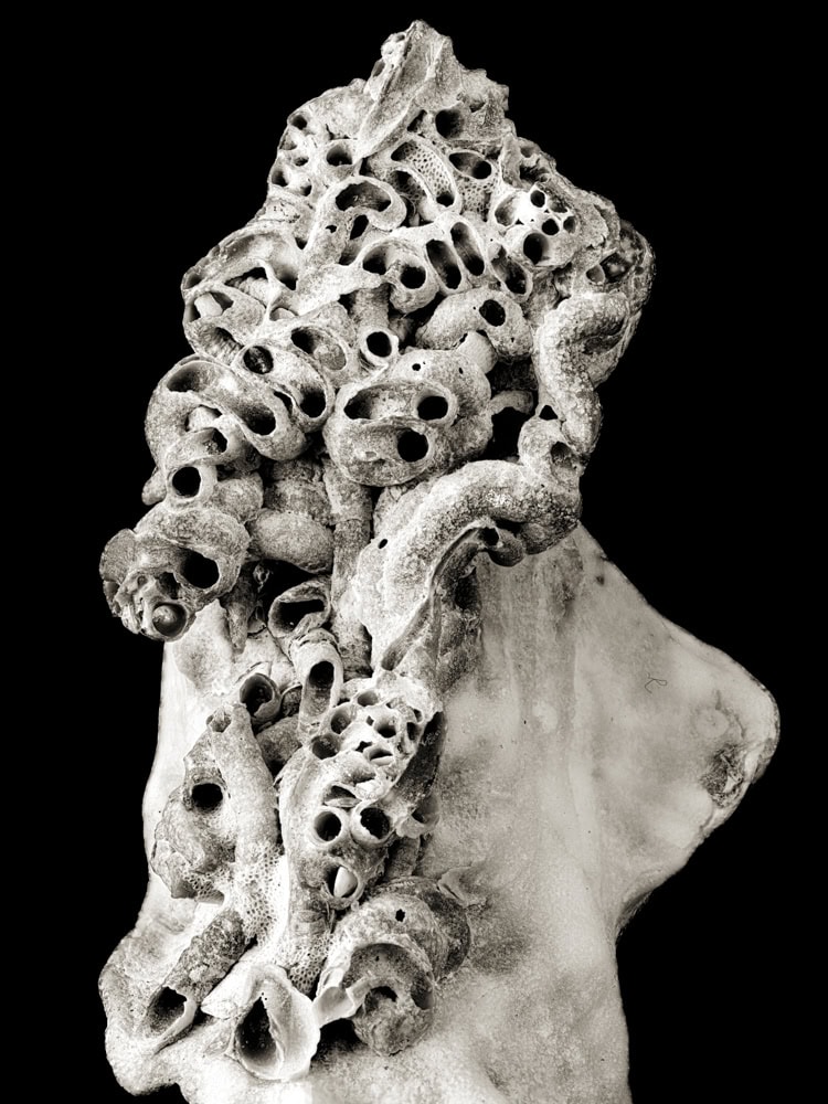 2025-21-Nucleated-Village-Shell-2