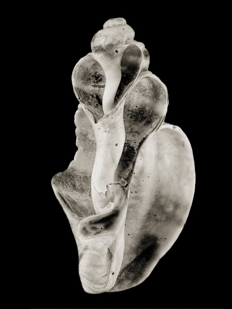 2025-22-Spiraled-Chamber-Shell-3