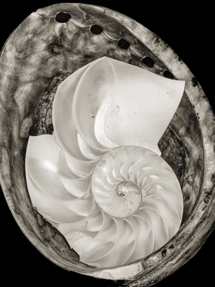 2025-23-Nestled-Abalone-Nautilus