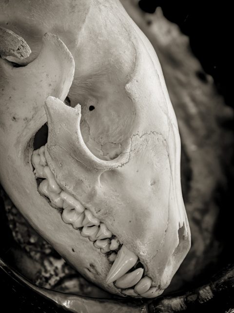 2025-24-Memoriam-(Abalone-&-Skull-1)