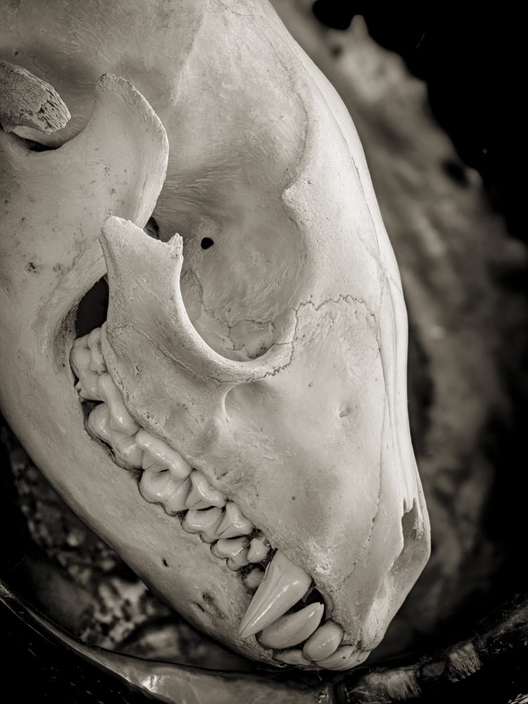 2025-24-Memoriam-(Abalone-&-Skull-1)