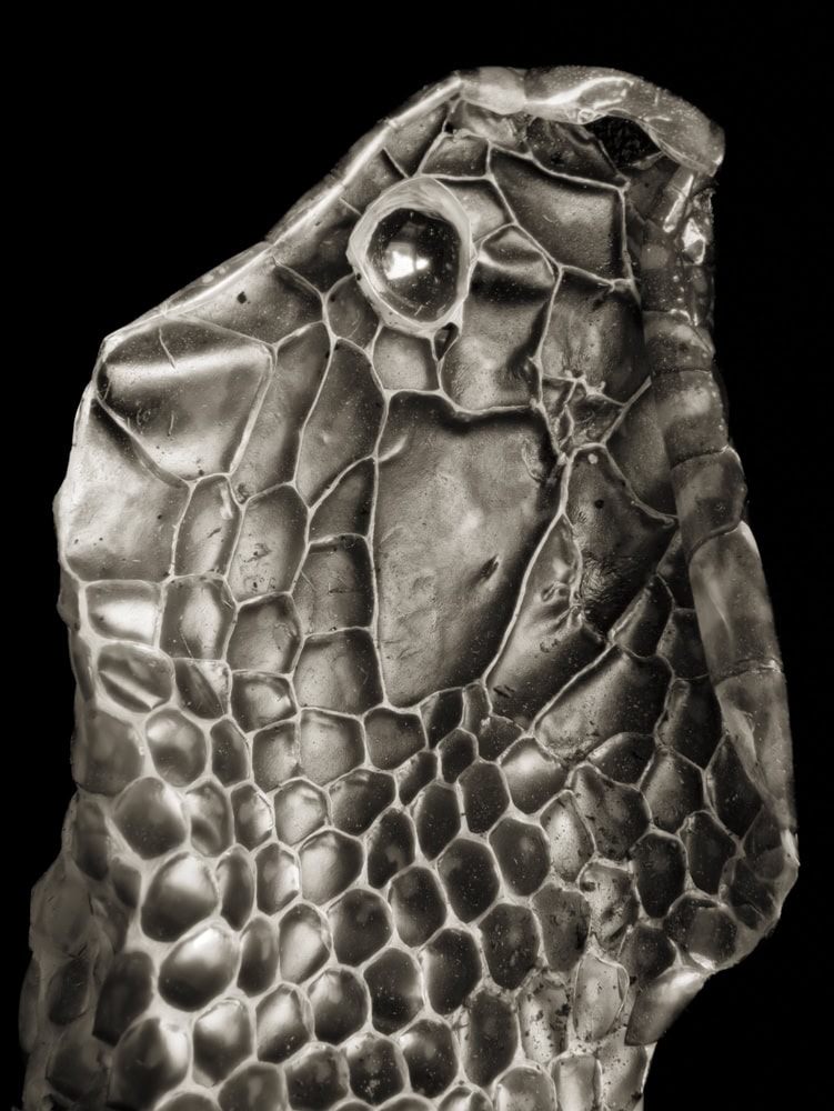 2025-25-Pentagons-Snake-Skin