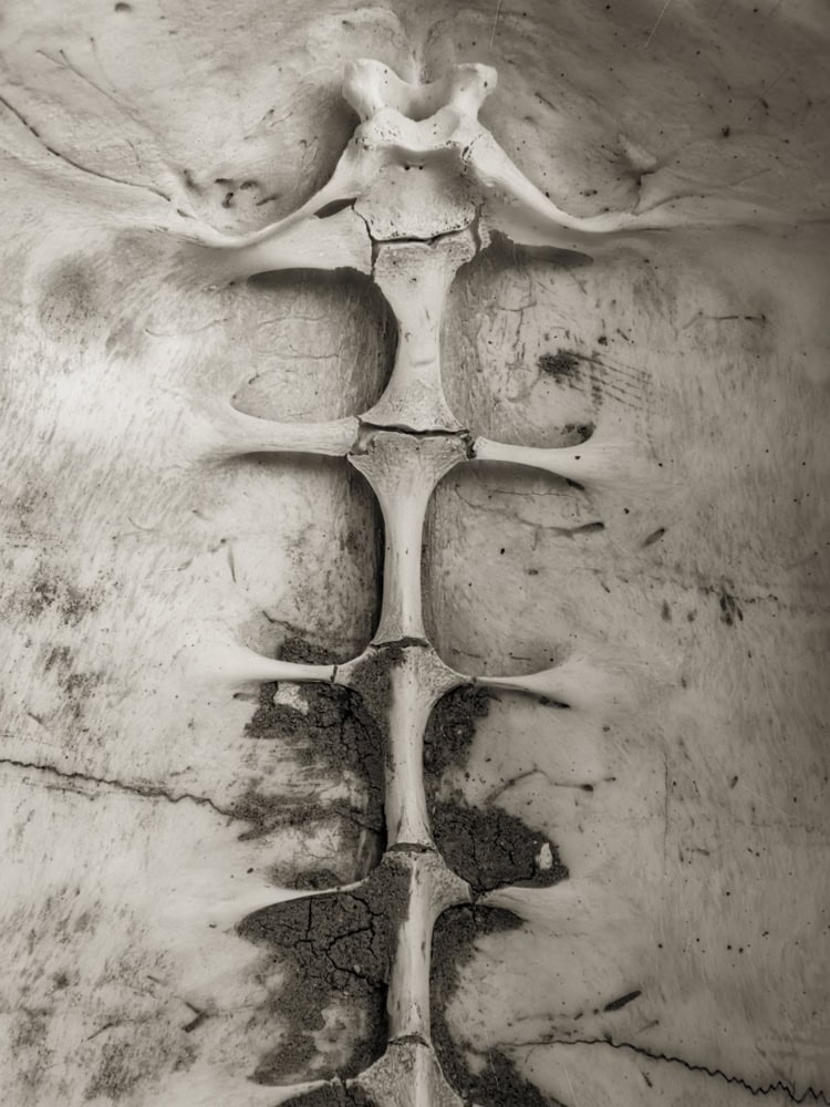 2025-26-Carapace-Turtle-Shell