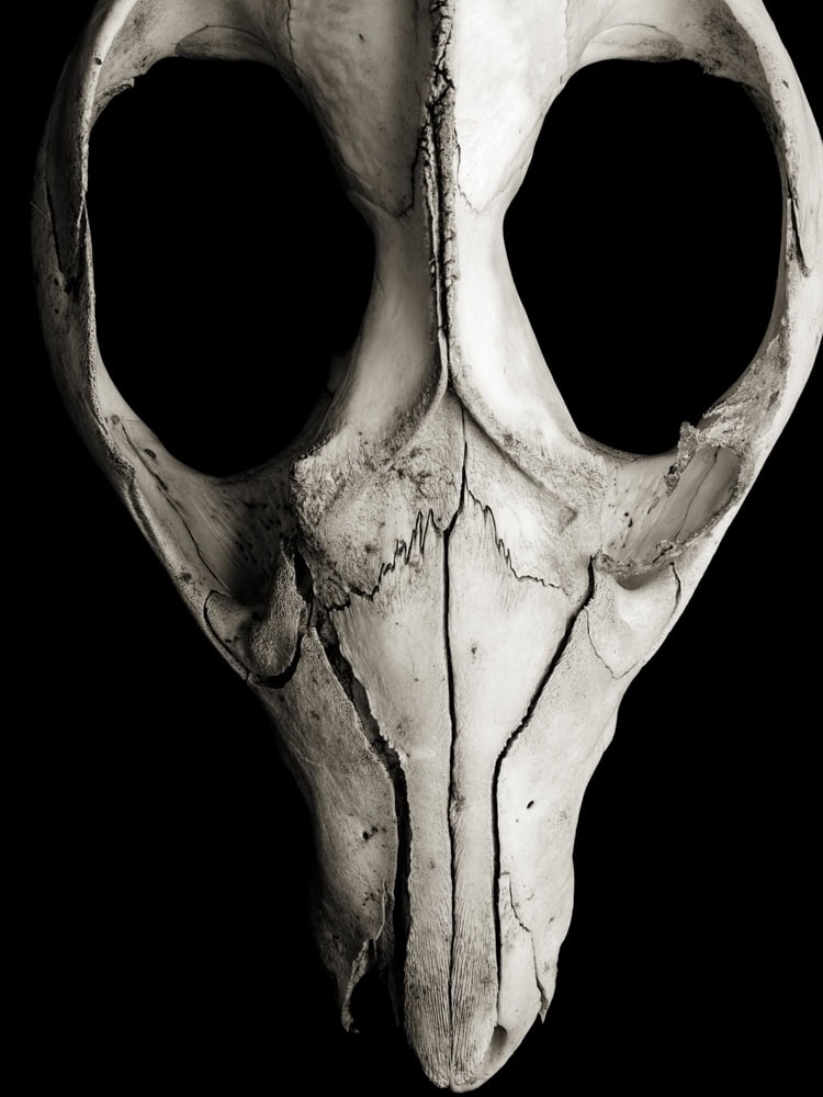 2025-27-Maschera-Carnavale-(Skull-2)