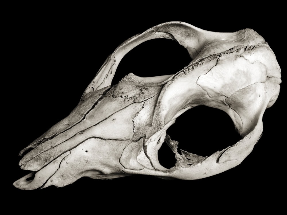 2025-28-Maschera-Carnavale-2-(Skull-2)