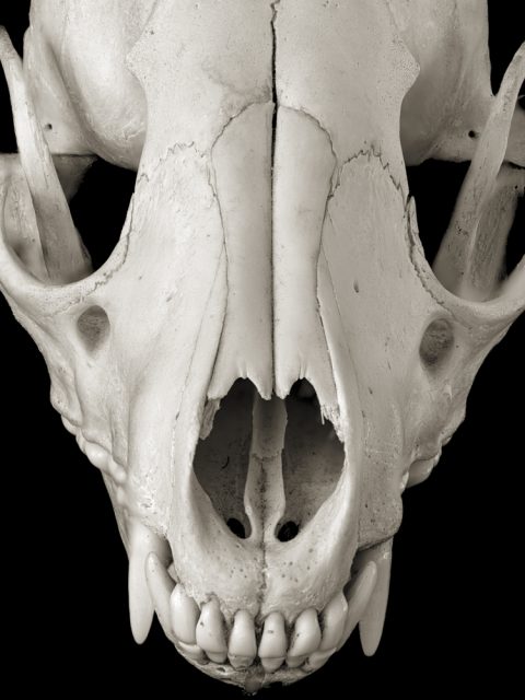 2025-29-Maschera-dei-Diavoli-Skull-1.jpg
