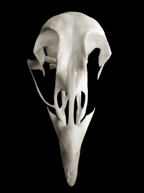 2025-30-Maschera-per-Uccelli-Skull-3.jpg